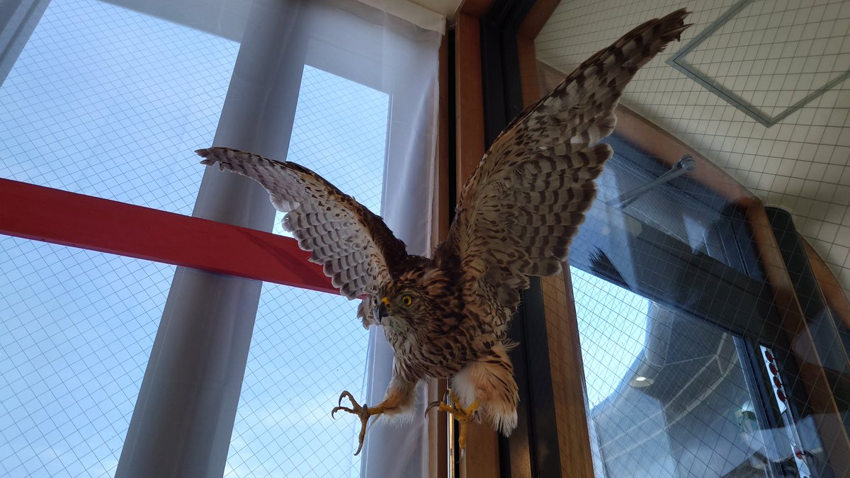 wks_mdr's tweet photo. 現地で見かけて勢いで行ったやつ。野鳥観察の場という感じで間近で見られるというわけではなかったんだけど、施設にあった読み物とか剥製とかめちゃ良かった。 https://t.co/lSP69XqYfU