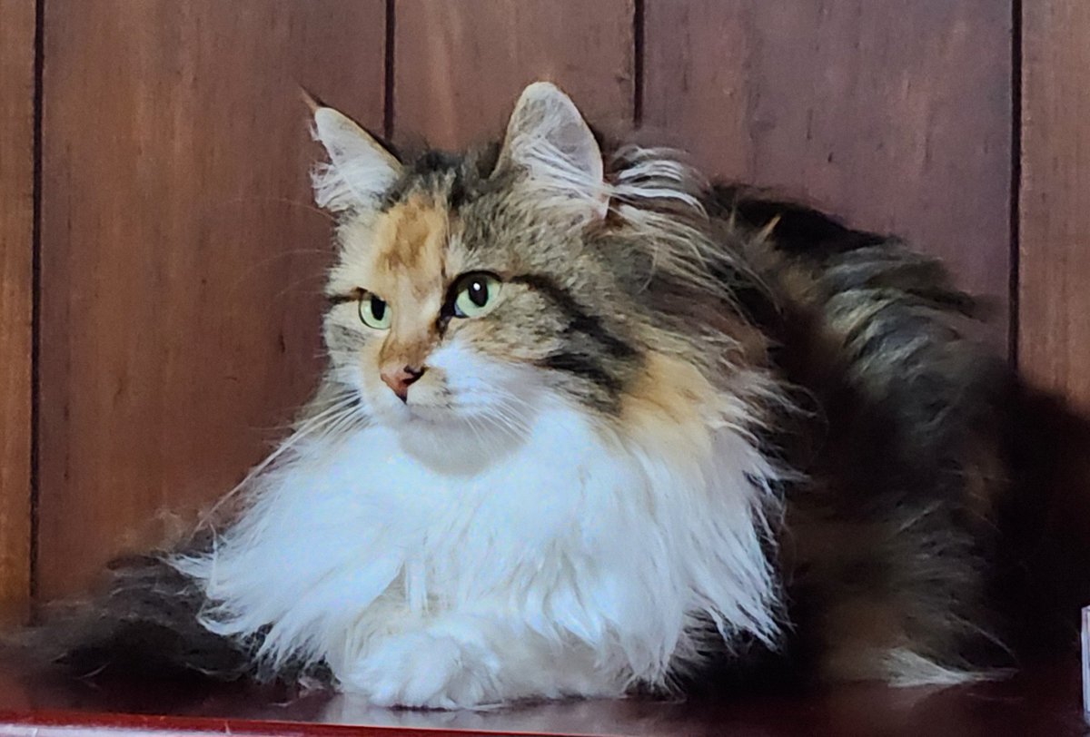 Mimi_Baygul's tweet photo. こんばんは🌙
本日はメインクーンのノルンちゃん♀️
キャリコ柄で美猫ちゃん💖
皆さん良い週末をお過ごし下さいね🎀
#猫好きさんと繋がりたい 
#猫 
#メインクーン https://t.co/nXnIOBnYlc