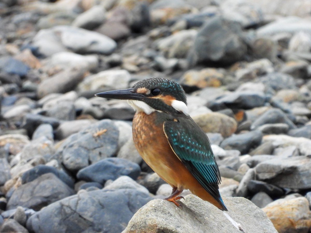 ayamao412's tweet photo. カワセミの幼鳥、目の前で魚取りの練習！
魚1匹も取れてなかったけど、飛び込む練習してただけだもんね？？

 #バードウォッチング
  #野鳥
 #野鳥撮影
 #北海道の野鳥
 #カワセミ https://t.co/q7gFtmaItI