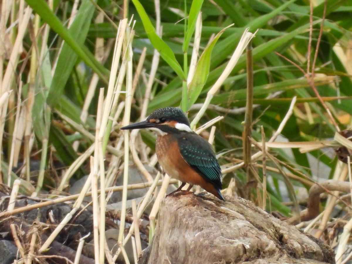 ayamao412's tweet photo. カワセミの幼鳥、目の前で魚取りの練習！
魚1匹も取れてなかったけど、飛び込む練習してただけだもんね？？

 #バードウォッチング
  #野鳥
 #野鳥撮影
 #北海道の野鳥
 #カワセミ https://t.co/q7gFtmaItI