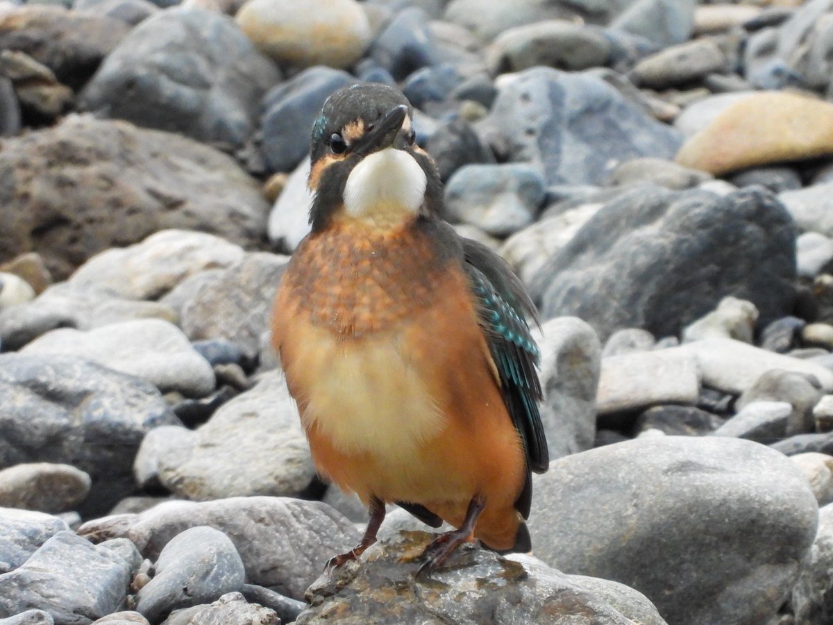 ayamao412's tweet photo. カワセミの幼鳥、目の前で魚取りの練習！
魚1匹も取れてなかったけど、飛び込む練習してただけだもんね？？

 #バードウォッチング
  #野鳥
 #野鳥撮影
 #北海道の野鳥
 #カワセミ https://t.co/q7gFtmaItI