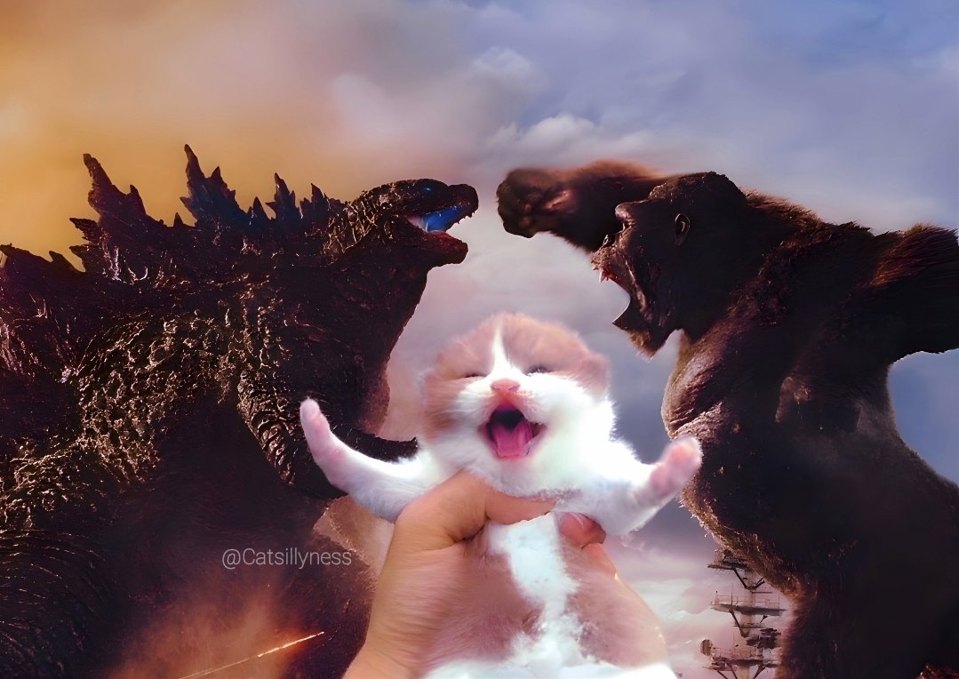 Catsillyness's tweet photo. Stop fighting!!! https://t.co/fWrToZce9b