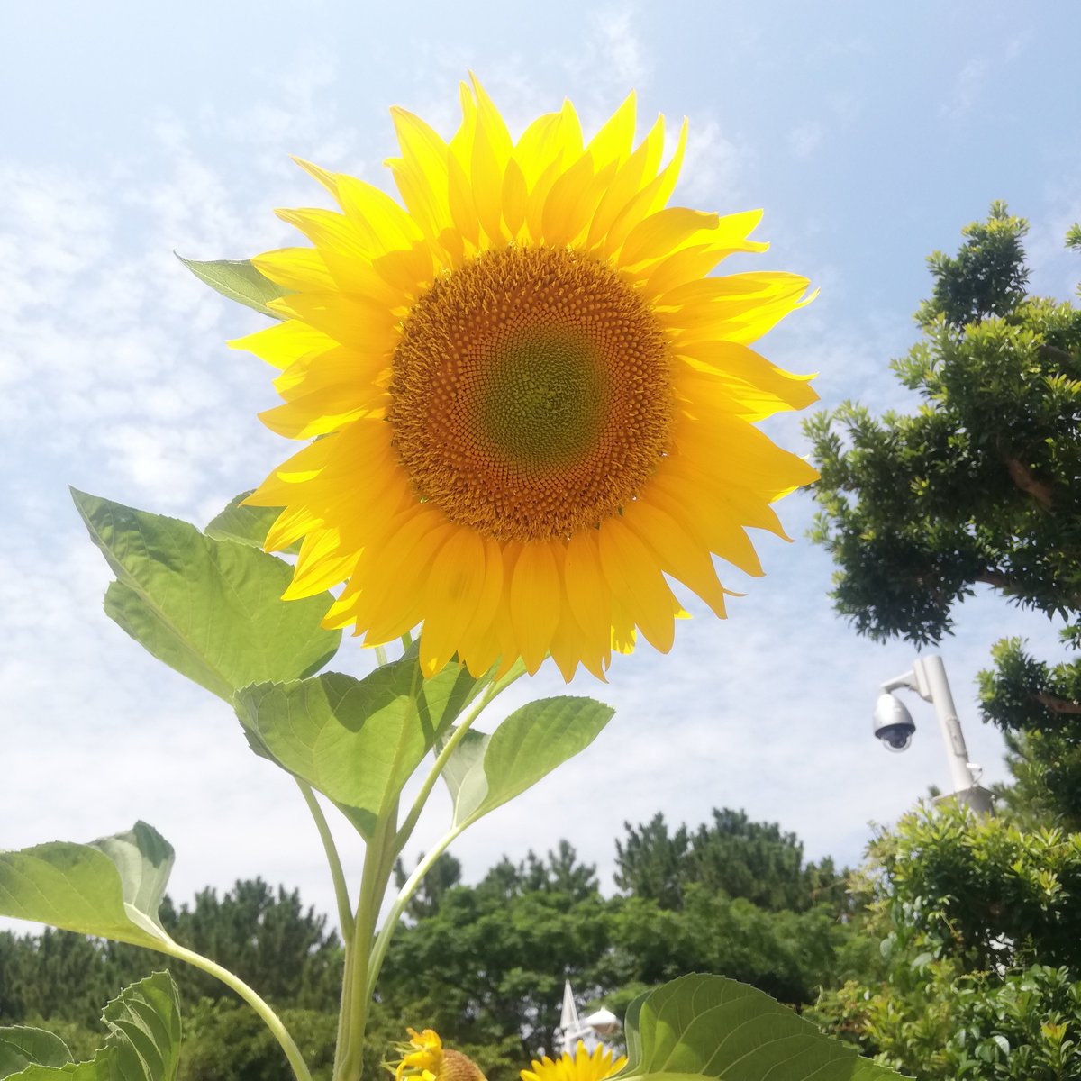 SWORD69868092's tweet photo. 真夏🌻 https://t.co/EQhw5dY8qU