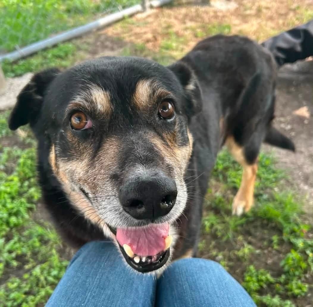 LisaBrabson's tweet photo. TOBIAS #A387294 8yo
U will never find a sweeter boy than TOBIAS!
Darling boy is RUNNING OUT OF TIME ⏲️
So easy going,well mannered,loves attention, he is such a GLORIOUS boy!
Plz HURRY ⌛️ to #CorpusChristiACS & #ADOPT this darling for $25
PLZ #PLEDGE4RESCUE,no amount too small https://t.co/PVUtDlmrZU