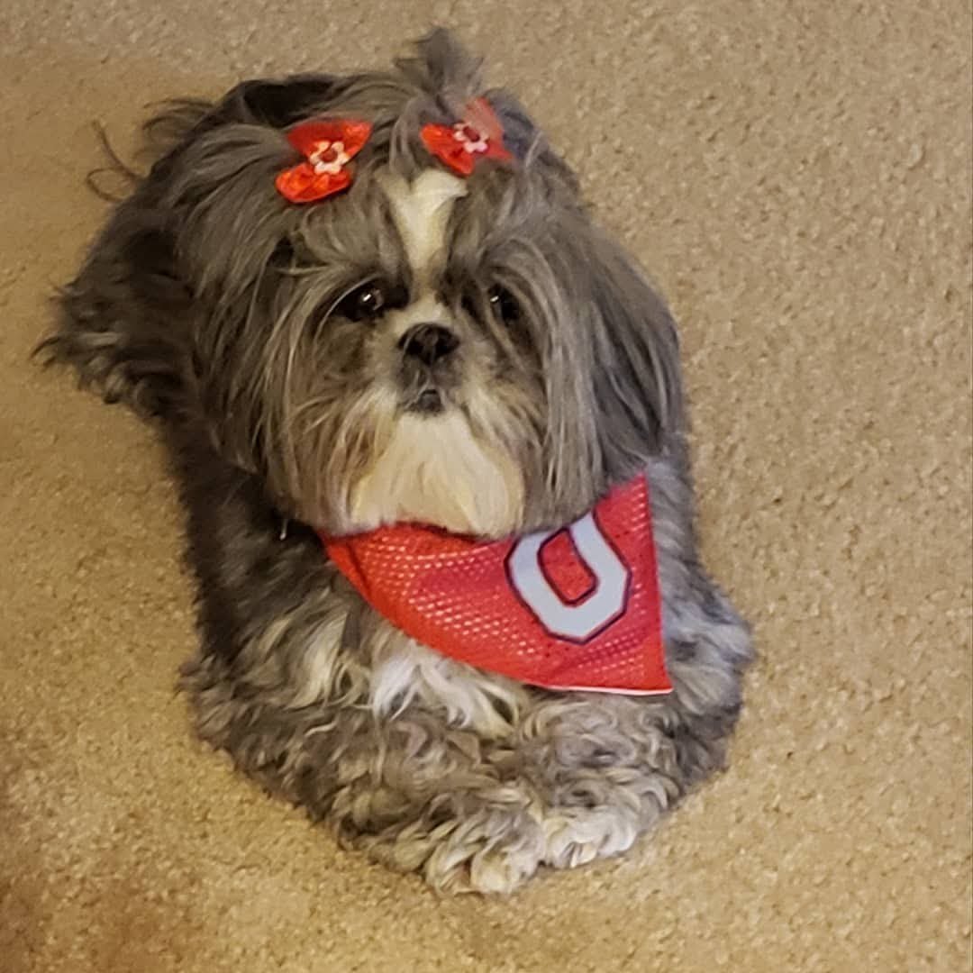 tjstang's tweet photo. RIP Roxie. You were the sweetest 💔💔 https://t.co/llcwN6wKA9