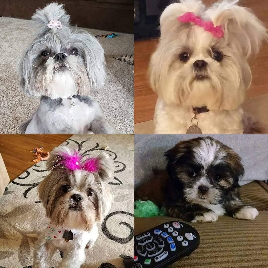 tjstang's tweet photo. RIP Roxie. You were the sweetest 💔💔 https://t.co/llcwN6wKA9