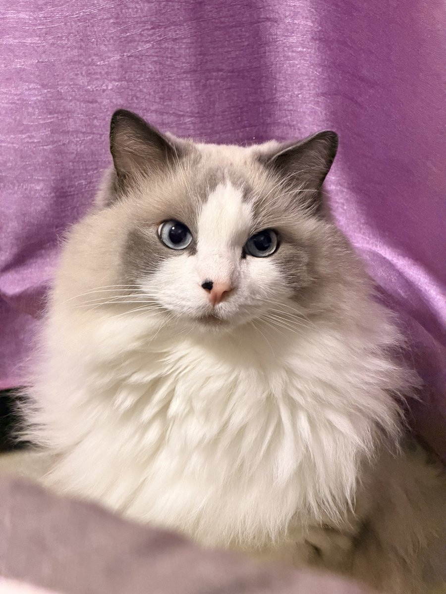 Emeraude_he's tweet photo. 이 아이는 마치 치마를 입은 것처럼 커튼 뒤에서 나왔다🥰🥰🥰 https://t.co/m9xJ6sd1M7