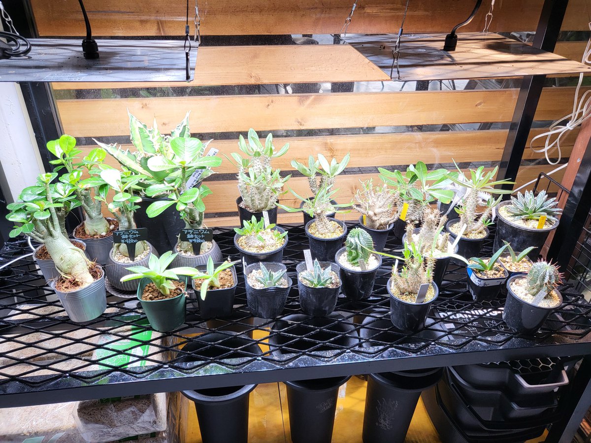 hanabata1012's tweet photo. 先日に続き植物が入荷です。
パキポディウム、パキプス、ユーホルビア、アガベなど人気種でお求め易い価格帯を中心に揃っています。
お洒落でカッコいい鉢も多数揃えていますので、気に入った鉢がある時は植え替え作業もお任せ下さい。
#植物 #パキポディウム #パキプス #ユーホルビア #アガベ https://t.co/8YDNhS19rI