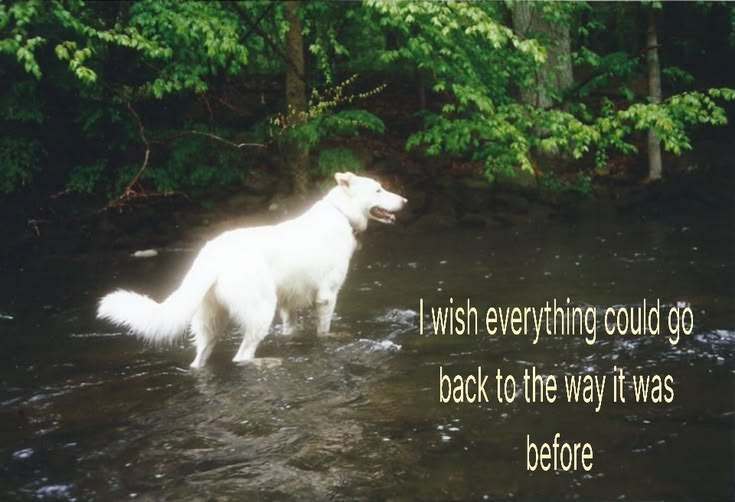 DoggyPosting's tweet photo. https://t.co/dG7IND0xeG