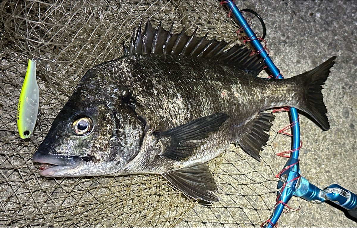 misago125's tweet photo. B-太でボラを7匹釣ったあたりで絶対にシーバスかチヌをB-太で釣る、とムキになり10匹以上のボラと格闘の末にやっと1枚遊んでくれました‼︎
マジ感謝🙏
勝利の鍵は喰わせの間を作らない事でした🍋 https://t.co/2ry4tbjahO