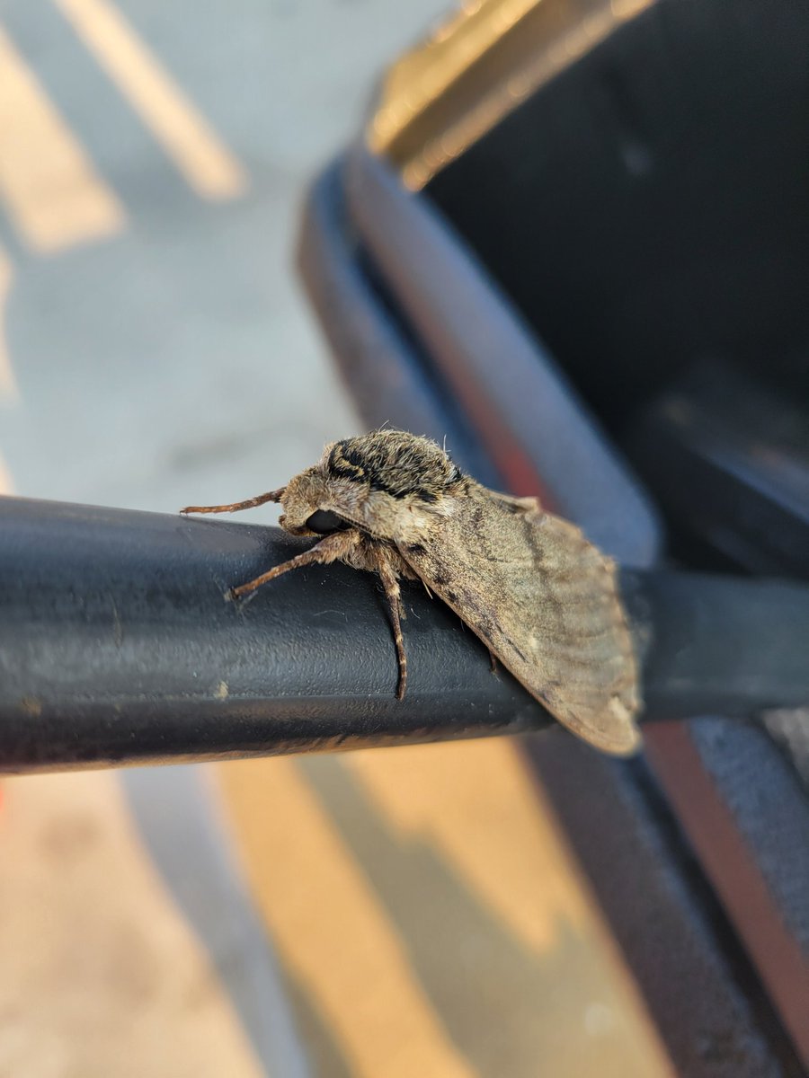 indymining's tweet photo. Cool little fella today https://t.co/xZPWJ5GjgR