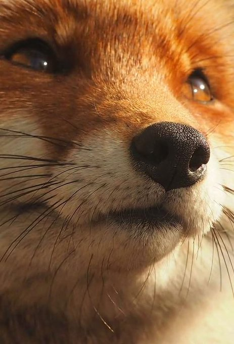 PascaleAnimos's tweet photo. ♥️♥️♥️
#loveFox https://t.co/AcLm3gq6qv