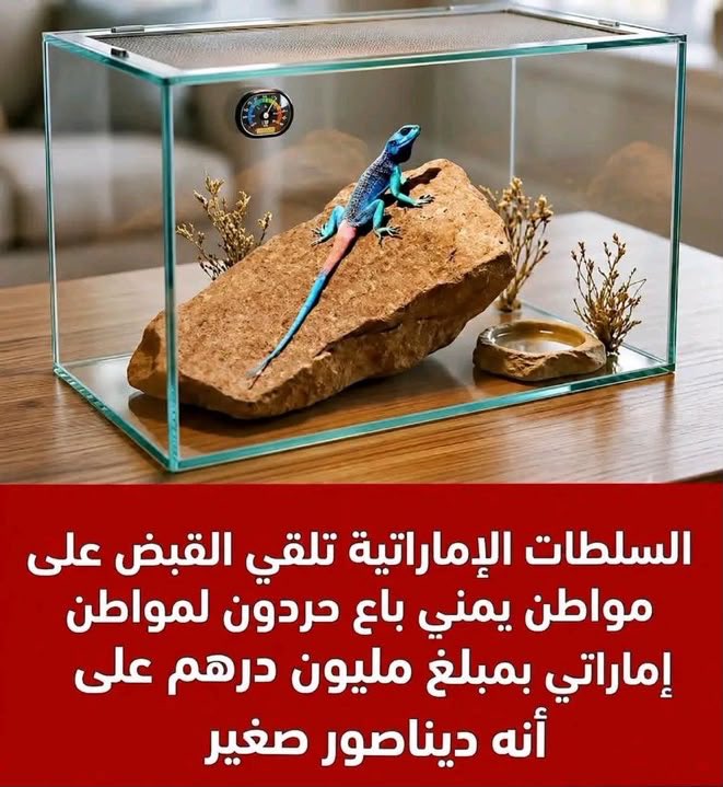ملاك محمد الرعيني tweet media