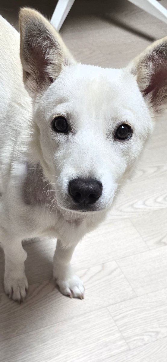 Sena_diary_'s tweet photo. 개가 너무 억울해보여요.. ,  ... https://t.co/g9qk4KOB0S
