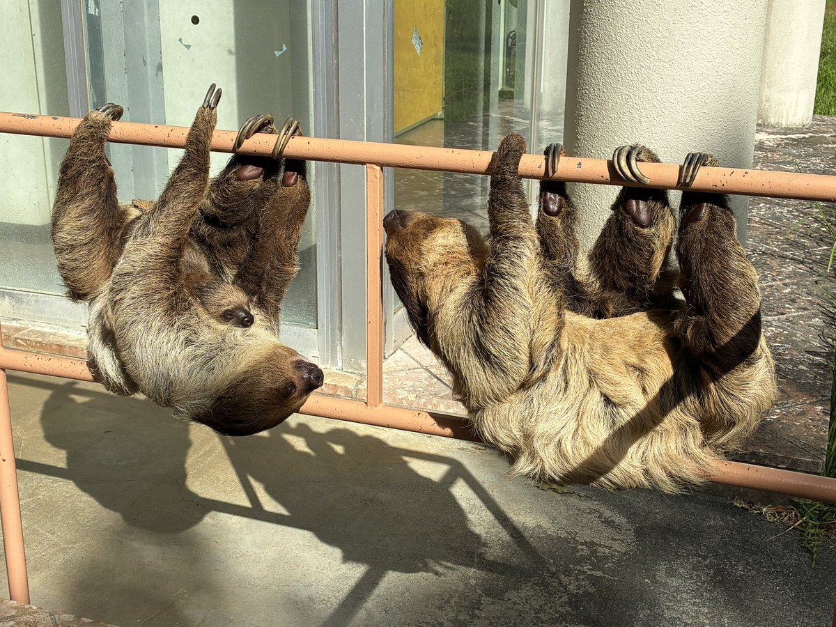c_amboinensis's tweet photo. ナマケモノ一家。右側がパパ。 https://t.co/BrVH5M8Tah