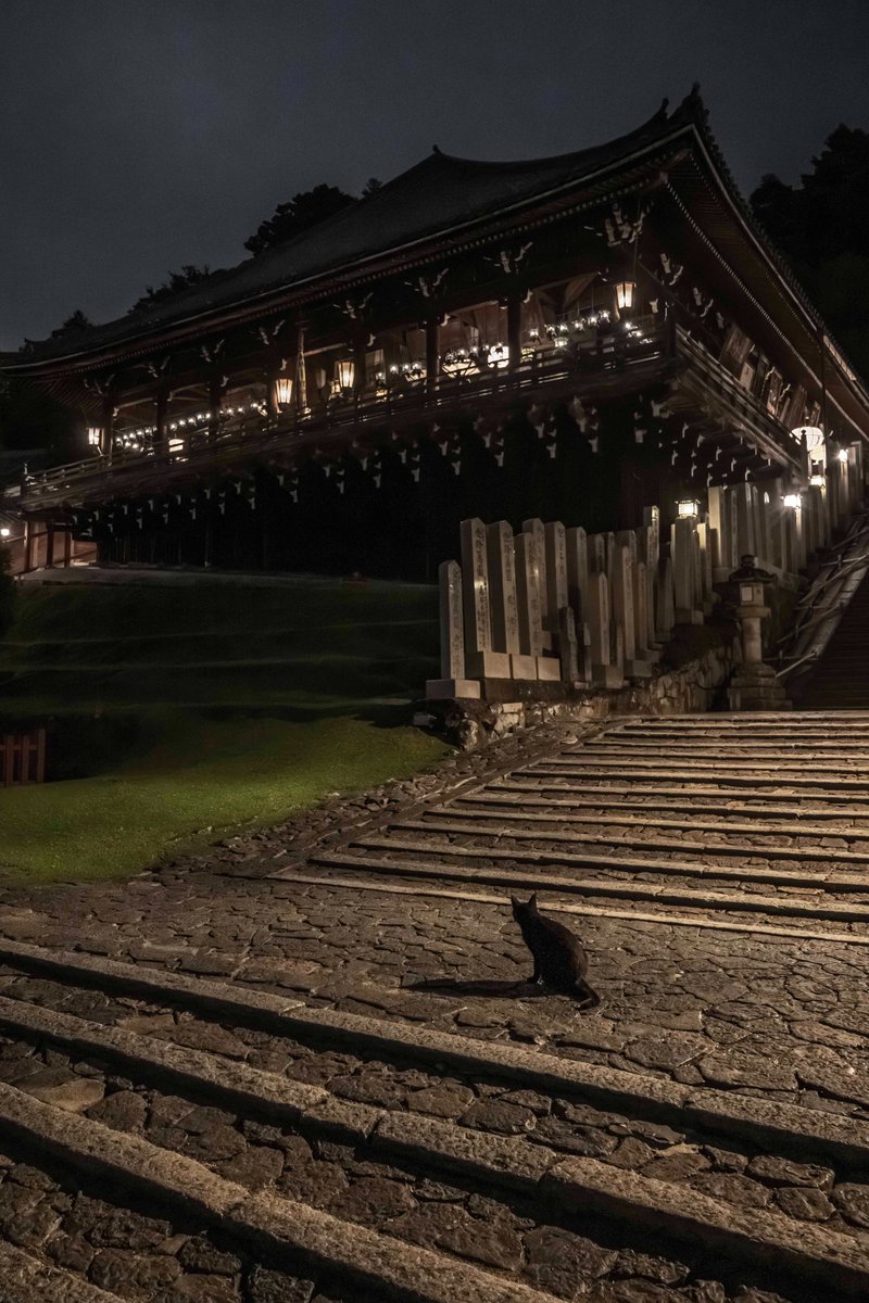 v0_0v______mk's tweet photo. 夜の東大寺二月堂で出会ったニャン

#奈良　#東大寺　#二月堂　#猫 https://t.co/KlhOoq9vg4