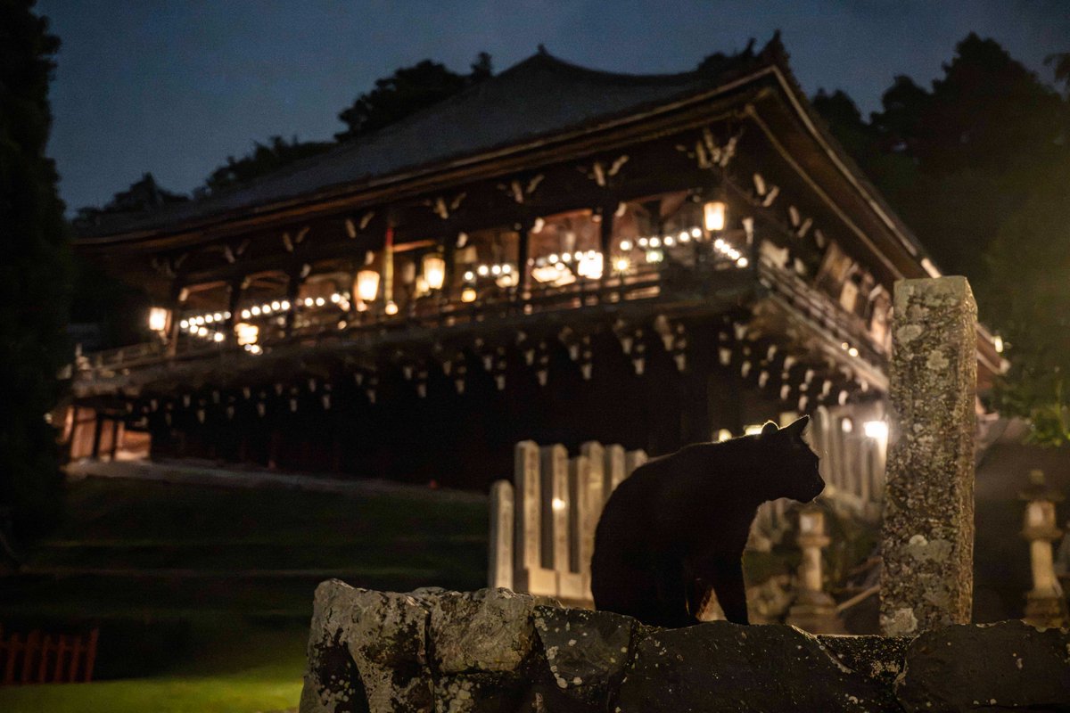 v0_0v______mk's tweet photo. 夜の東大寺二月堂で出会ったニャン

#奈良　#東大寺　#二月堂　#猫 https://t.co/KlhOoq9vg4
