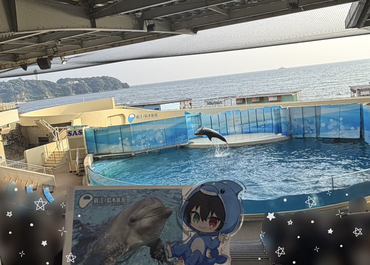 maronemusi's tweet photo. 江ノ島水族館も行ってきた🐬♡

タイミング良くイルカショー観れたし、ペンギンがたくさんいて癒された
ここ涼しくて最高でしたwww 夏大満喫 https://t.co/50jaR5Gkm1