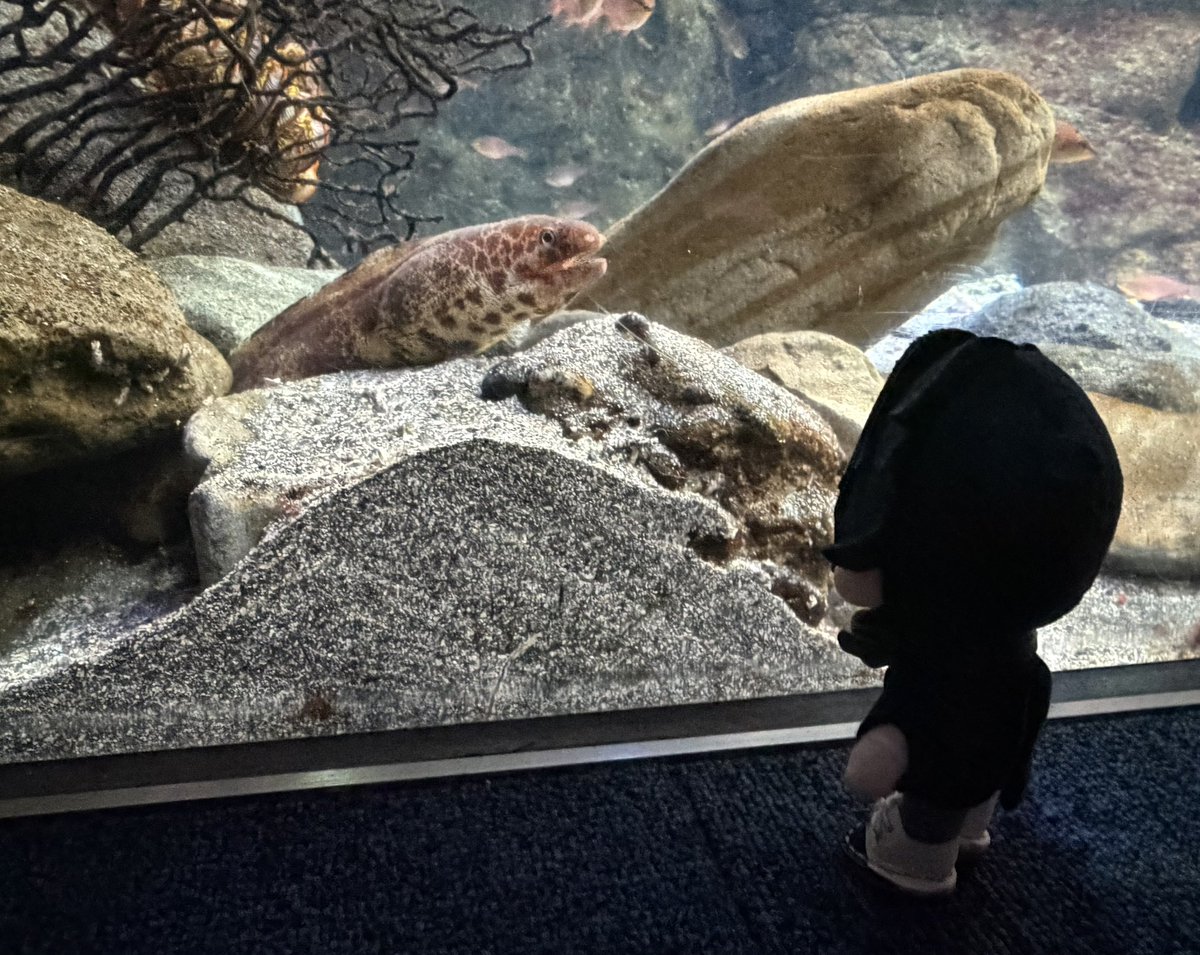 maronemusi's tweet photo. 江ノ島水族館も行ってきた🐬♡

タイミング良くイルカショー観れたし、ペンギンがたくさんいて癒された
ここ涼しくて最高でしたwww 夏大満喫 https://t.co/50jaR5Gkm1