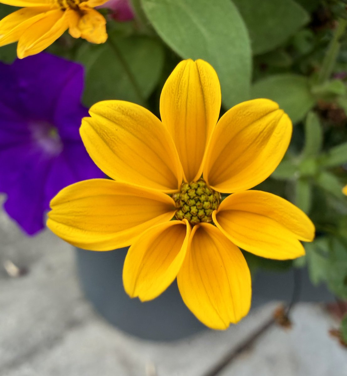MyGardenRock's tweet photo. In the #garden this weekβ¦
#flowers #dogsitting #birds https://t.co/yrSSVzbfG4