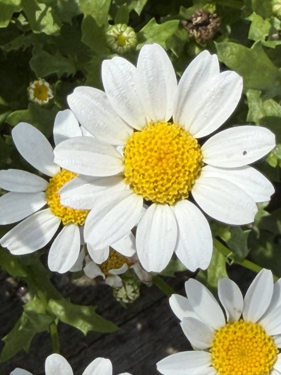 MyGardenRock's tweet photo. In the #garden this weekβ¦
#flowers #dogsitting #birds https://t.co/yrSSVzbfG4