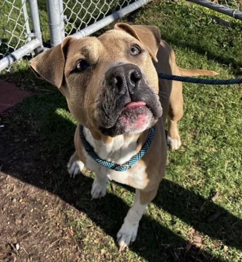 LisaBrabson's tweet photo. MAPLE #A386996 14mo
Gorgeous girl still a pup,so very loving &amp; affectionate
They killed her puppies,now they want to KILL her too😭
She knows she is RUNNING OUT OF TIME 
WE have to save this baby,SHE DESERVES A CHANCE!
PLZ #ADOPT #FOSTER OR #PLEDGE4RESCUE 
#CorpusChristiACS ⌛️⌛️ https://t.co/9s31jDY7ZW