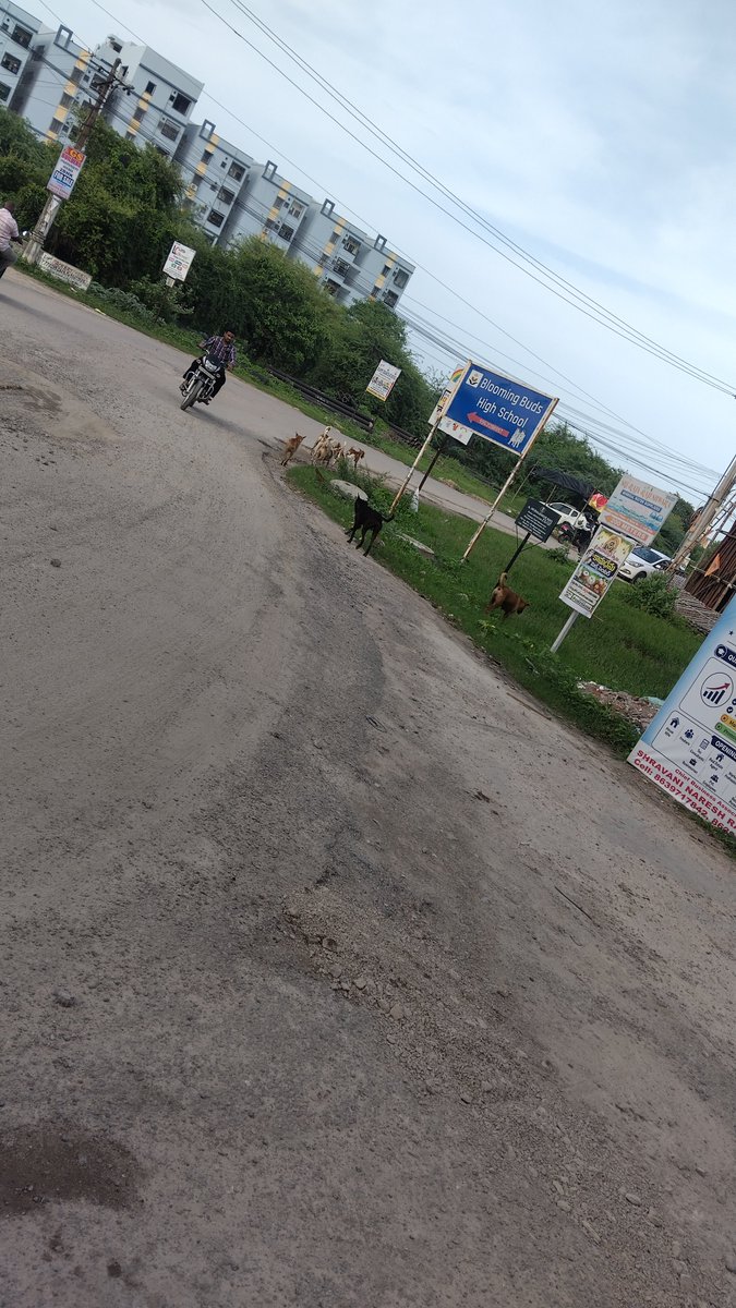 aparichit999's tweet photo. @MC_Nizamabad 
Dogs group in Gangasthan phase2 Green park area. Precautionary measures for Many children who are here near the school SR DIGI https://t.co/QXPZg3EZmQ