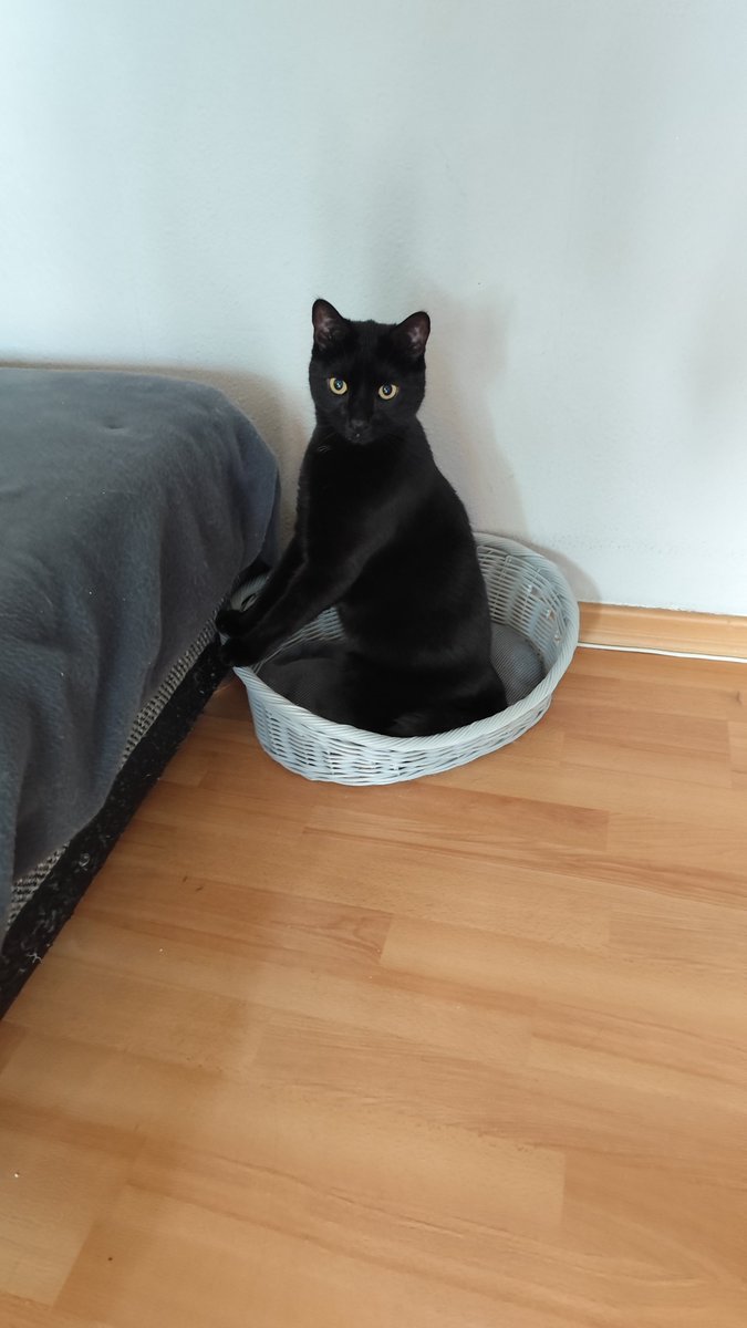 KaBlubber's tweet photo. Die Welt ist aktuell gefickt... Deswegen ein niedliches Kater Bilder von Salem . #kablubber #onlypaw #cat https://t.co/PgbRFkWW5x