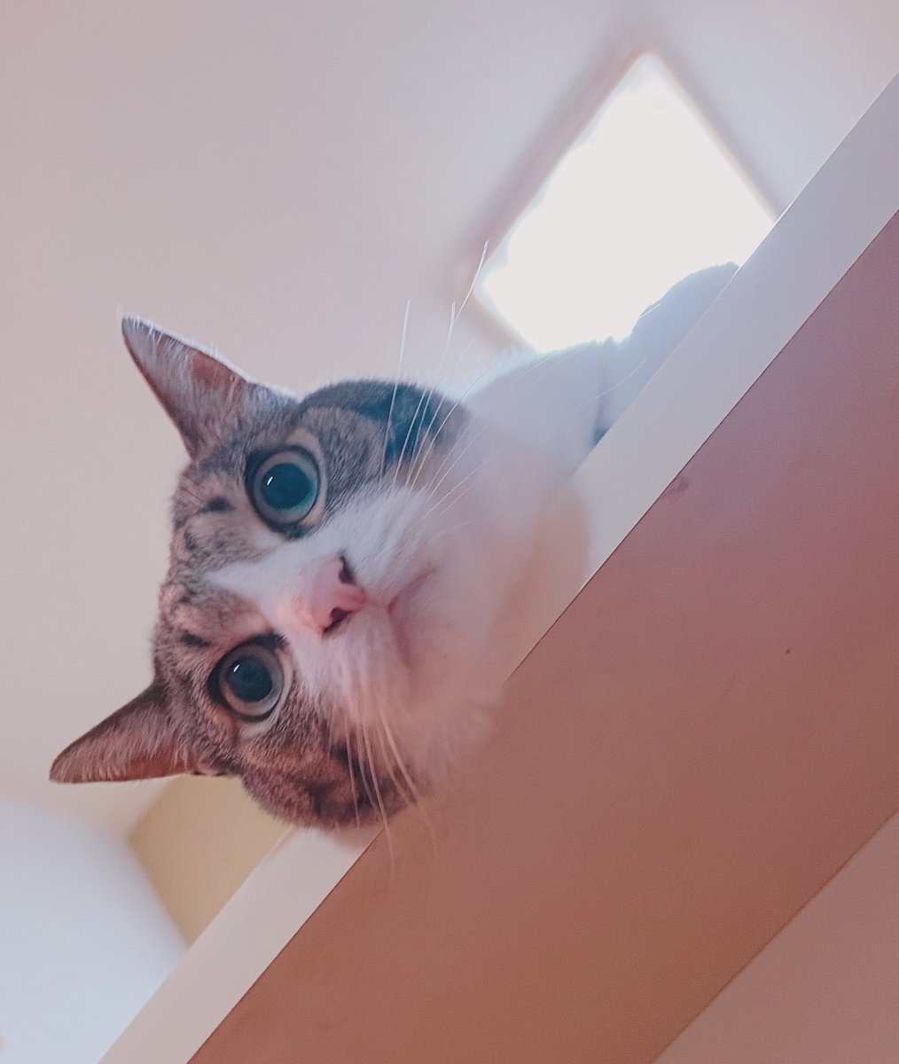F_zxv's tweet photo. 落ちてる猫たち(⩌⩊⩌) https://t.co/UPStZqJmP0