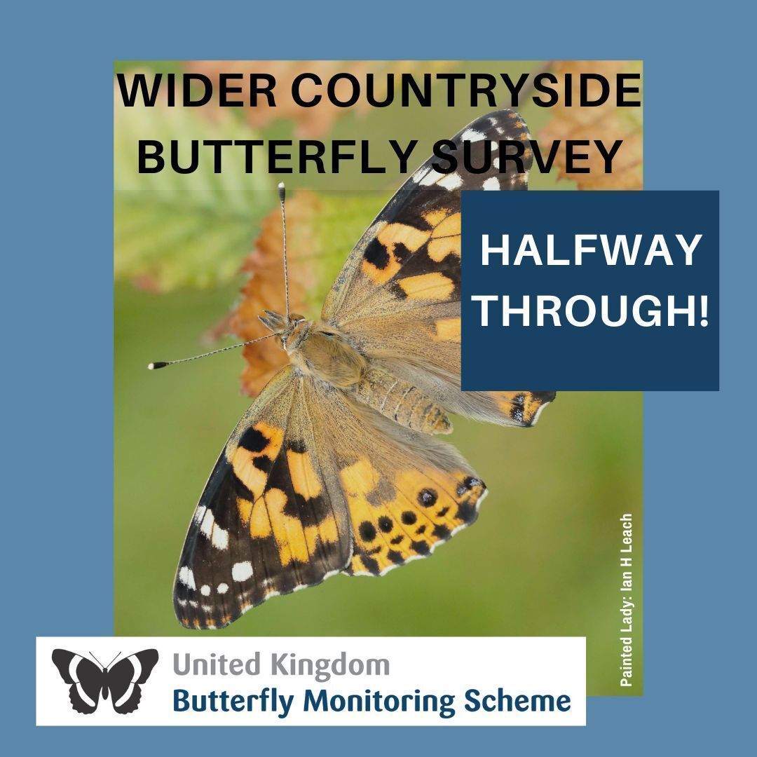 UKBMSLive's tweet photo. We are half way through the core season of the Wider Countryside Butterfly Survey 👏

Recorders carry out 2 visits to their allocated square, 10 days apart in July and August, to record all the butterflies they see. There's still time to get involved ⬇️
https://t.co/Hs4CfkLbSa https://t.co/1fOOqvBF1J