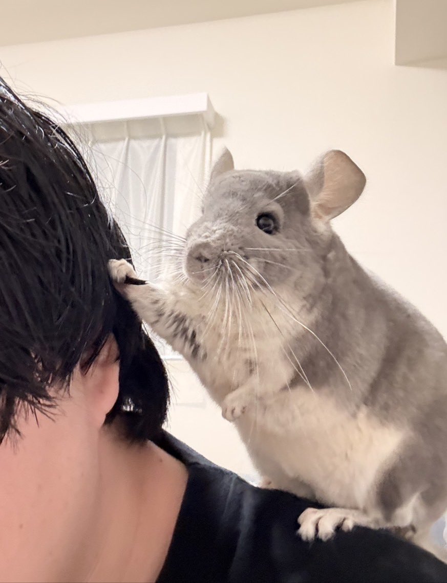 maruimarimosan's tweet photo. ワシッ https://t.co/WxIAA6TphY
