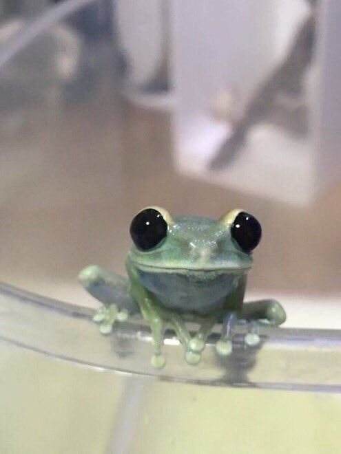 TheFrogPond_'s tweet photo. https://t.co/DQJxU2KrHX