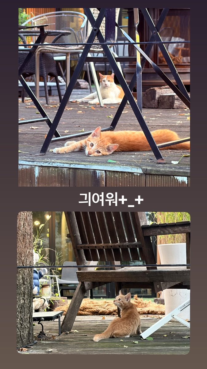 baulnim's tweet photo. 고냥이는 귀엽기라도 하징 https://t.co/9mg5QtKiLn