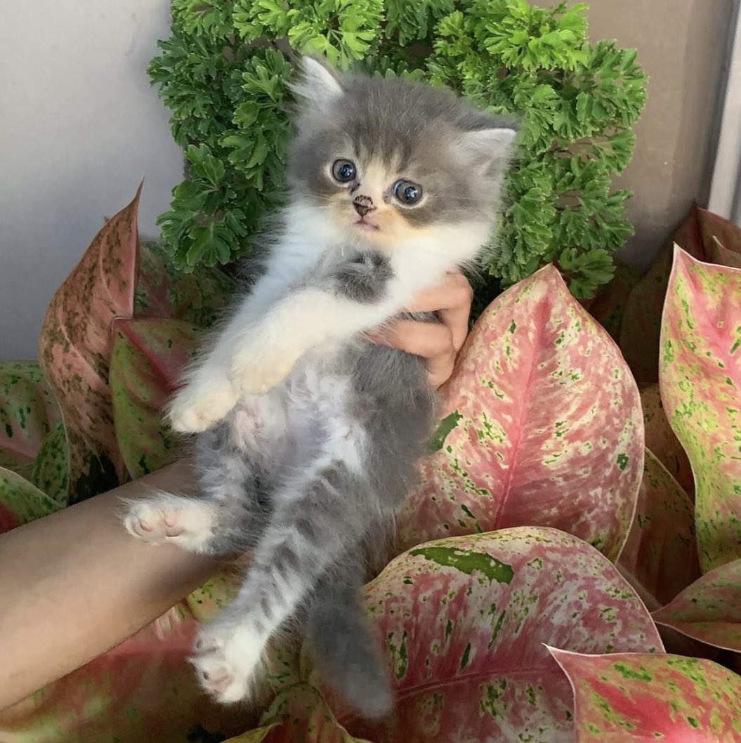 putrinad19's tweet photo. Halo guys bantuin aku nemuin babu baru mereka yuk‼️
semua kucing nya terawat dan gembul" aku open adopt free tanpa biaya apapun https://t.co/HoLbIf3bPA