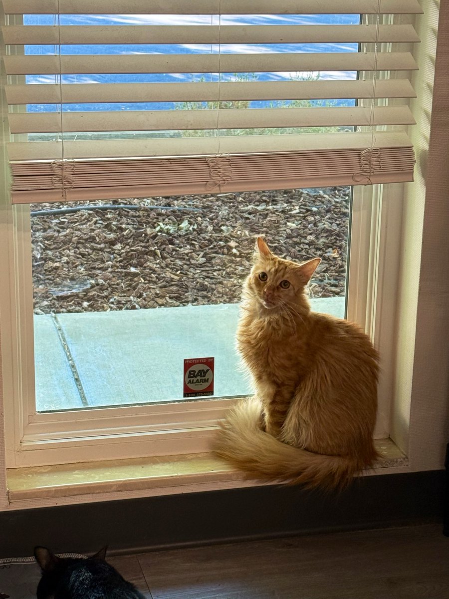 feederofcats's tweet photo. Deeb on his neighborhood watch shift... nothing gets past this guy (he runs away if a person walks by) https://t.co/c4A5dTtYog
