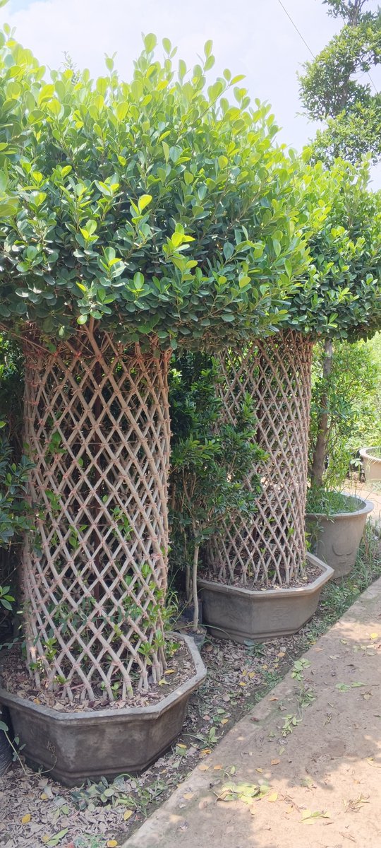 FJFlowersPtk's tweet photo. 🌿فائکس پانڈا (Ficus Panda)– لیٹس/کیج اسٹائل🌿
اپنے گھر، آفس یا گارڈن کو منف��د اور خوبصورت انداز دیں۔ خوبصورت Topiary ڈیزائن میں تیار شدہ Ficus Panda ہر جگہ کی شان بڑھا دیتا ہے۔
📍تمام سائز دستیاب
🚚 Delivery All Pakistan
#FicusPanda #Topiary #EssaNurseryFarm #PakistanGardening https://t.co/b62TFsONGV