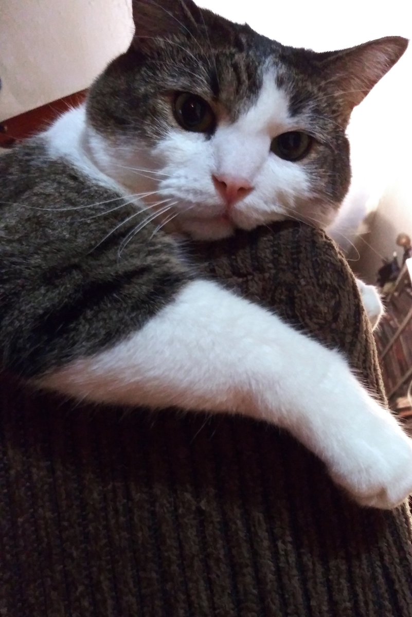 iaman_san77's tweet photo. El dinero puede comprar muchas cosas. Pero eso no puede comprar el amor y la alegría que recibo de mi Sylvester, ni el amor que le tengo. 💕 https://t.co/z5xQFyc6fd