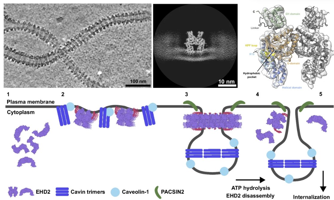 MishaKudryashev's tweet photo. Take a look at our new paper on the structure of the EHD2 that, upon oligomerization, forms rings that remodel the plasma membrane and form caveolae.

Beautiful work by Elena, Vasya @v_mikirtumov, Jeff &amp; Oliver Dumke's team; take a look: https://t.co/C23q4ayvdy https://t.co/wXX5Wdpgda