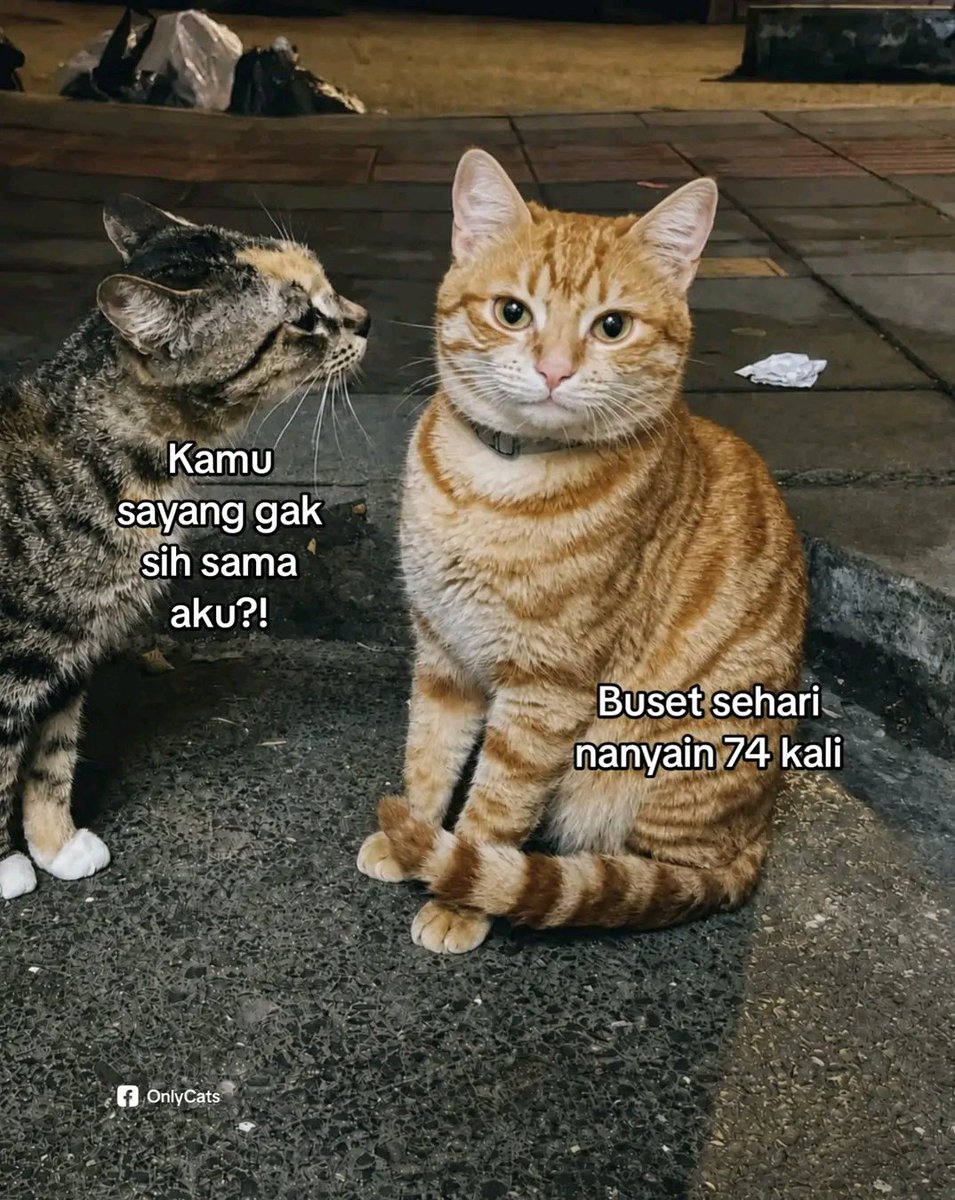DailyReminderID's tweet photo. Cerewet 😾 https://t.co/ZYLHsEOYHZ