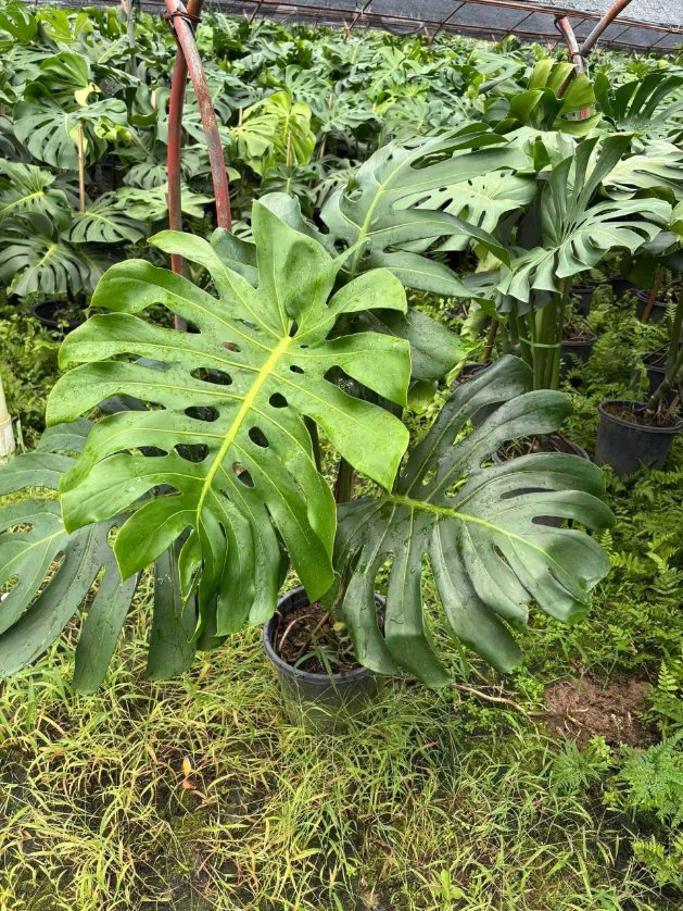 MarcosFeli9853's tweet photo. Morning leaf check! Wipe indoor plant leaves with a damp microfiber cloth monthly to remove dust, boost photosynthesis, and help them grow lush and vibrant. No need for fancy tools, just a quick 2-minute routine! https://t.co/wtW8wiEqhT