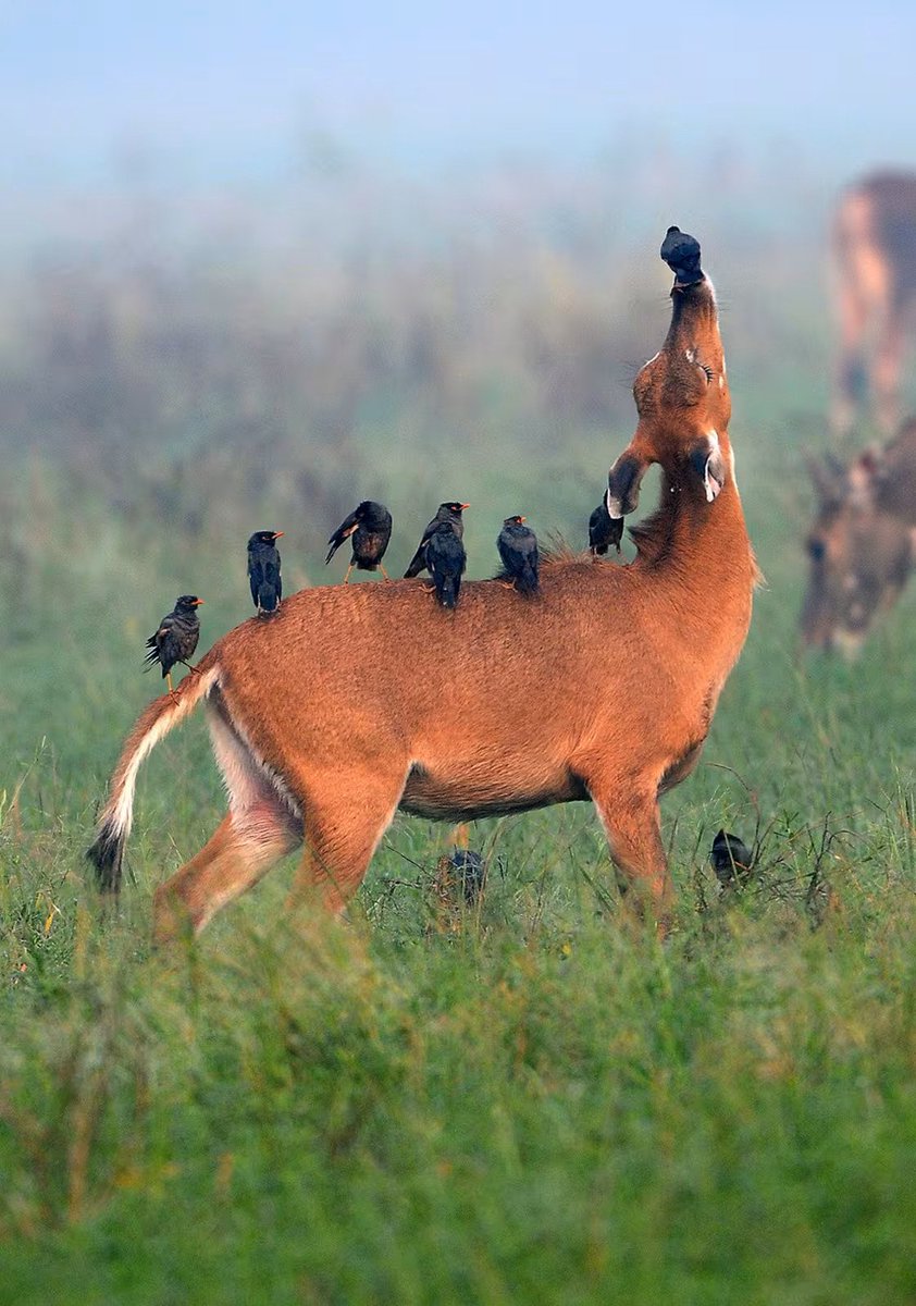 AMAZlNGNATURE's tweet photo. Antelope and myna birds enjoy a symbiotic relationship

A flock of bank mynas perches on the backs of nilgai antelope in Keoladeo National Park, India, feeding on fleas and other insects while helping keep the antelope free of parasites https://t.co/fb6BybCsWN