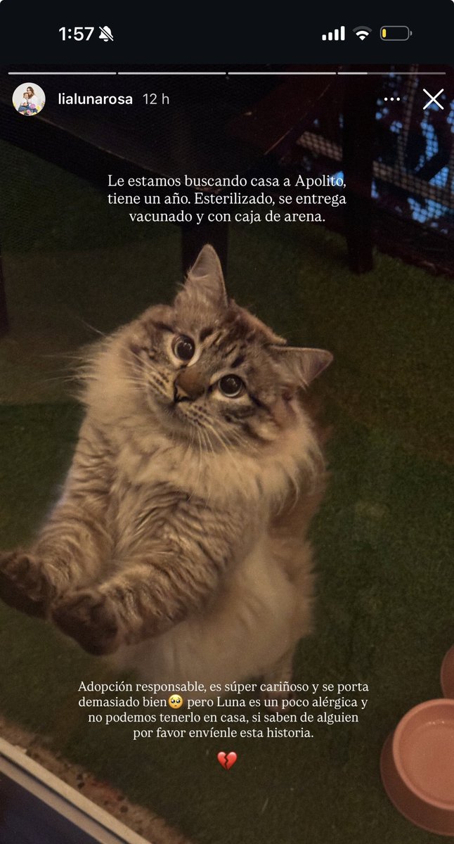 inconssiente's tweet photo. Lamentablemente Apolo vuelve a estar en adopción. Me destroza. 

Miren lo hermoso que se puso. https://t.co/XRcN6bhp0C