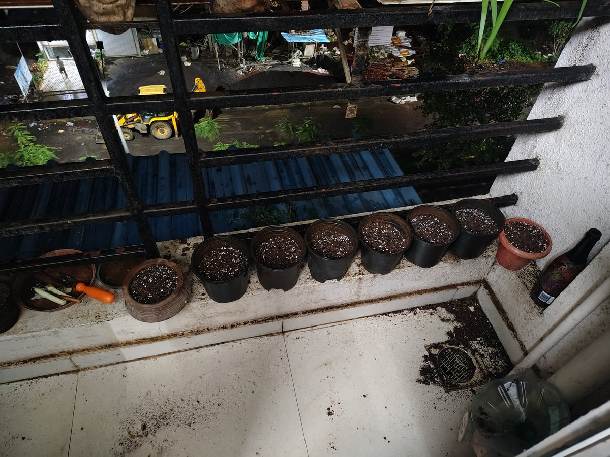 s_oxymoronicc's tweet photo. खाली बैठा था Alocasia (०९) और Caladium (०१) बल्ब लगा दिया। देखते हैं 10 12 दिन में क्या प्रगति रहती है। 🫡 https://t.co/MVsT09V3Ex