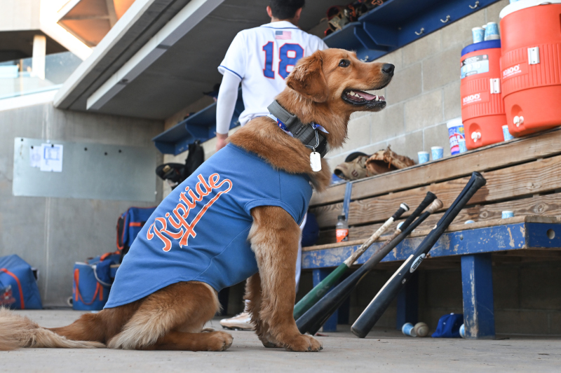 OmahaTheBatDog's tweet photo. Many people will ask, “Why Does California Only Have One Professional Bat Dog?”

The answer to that question remains difficult yet convoluted all at the same time. 

Read my latest blog post to find out why...

#OmahaTheBatDog

https://t.co/G9yJO2ZfCC https://t.co/vOFWqN27OH