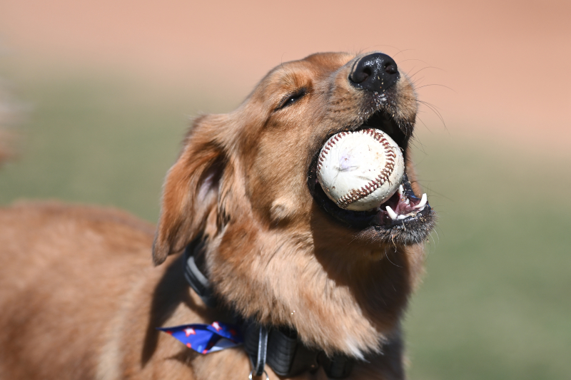 OmahaTheBatDog's tweet photo. Many people will ask, “Why Does California Only Have One Professional Bat Dog?”

The answer to that question remains difficult yet convoluted all at the same time. 

Read my latest blog post to find out why...

#OmahaTheBatDog

https://t.co/G9yJO2ZfCC https://t.co/vOFWqN27OH