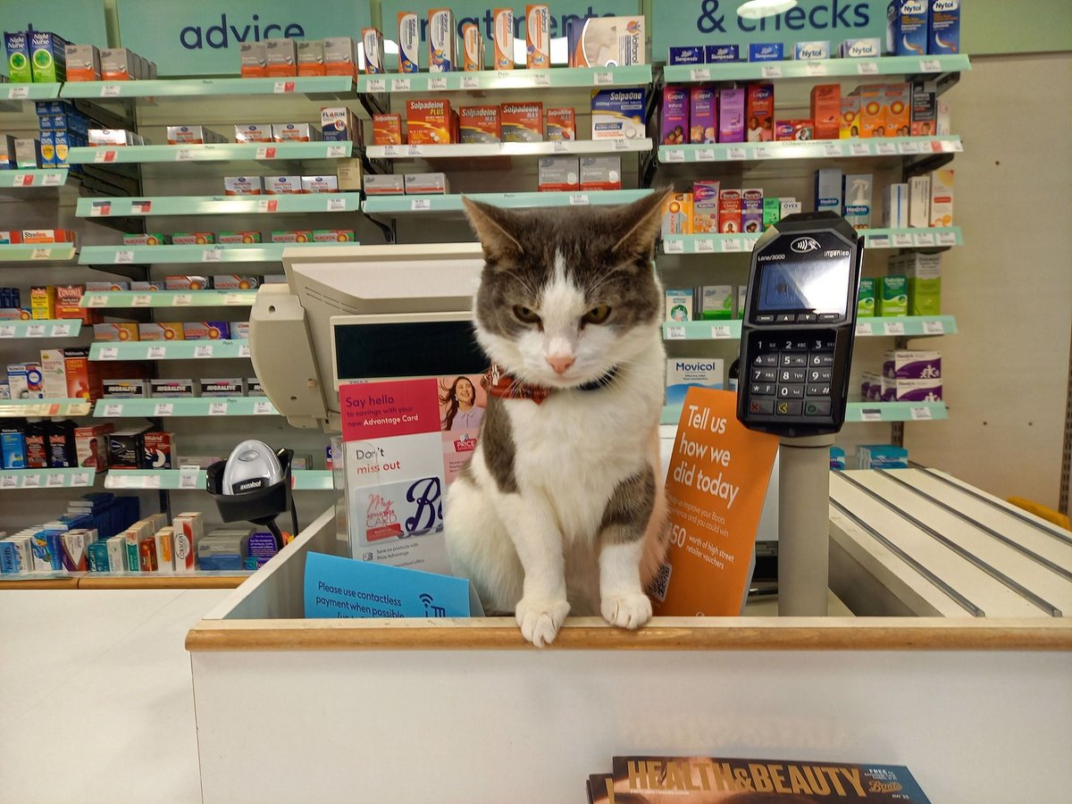 CatWorkers's tweet photo. 📸 The Adventures of Tommy https://t.co/cORLqwMfLN