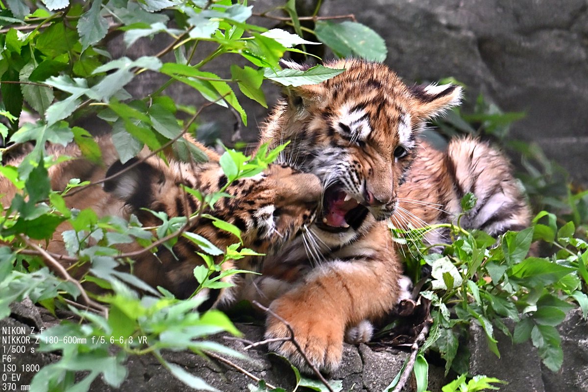 ikepon_zoophoto's tweet photo. ウワーッ！っていう顔が良き🐯

#多摩動物公園 #アムールトラ https://t.co/U900BMcqQL