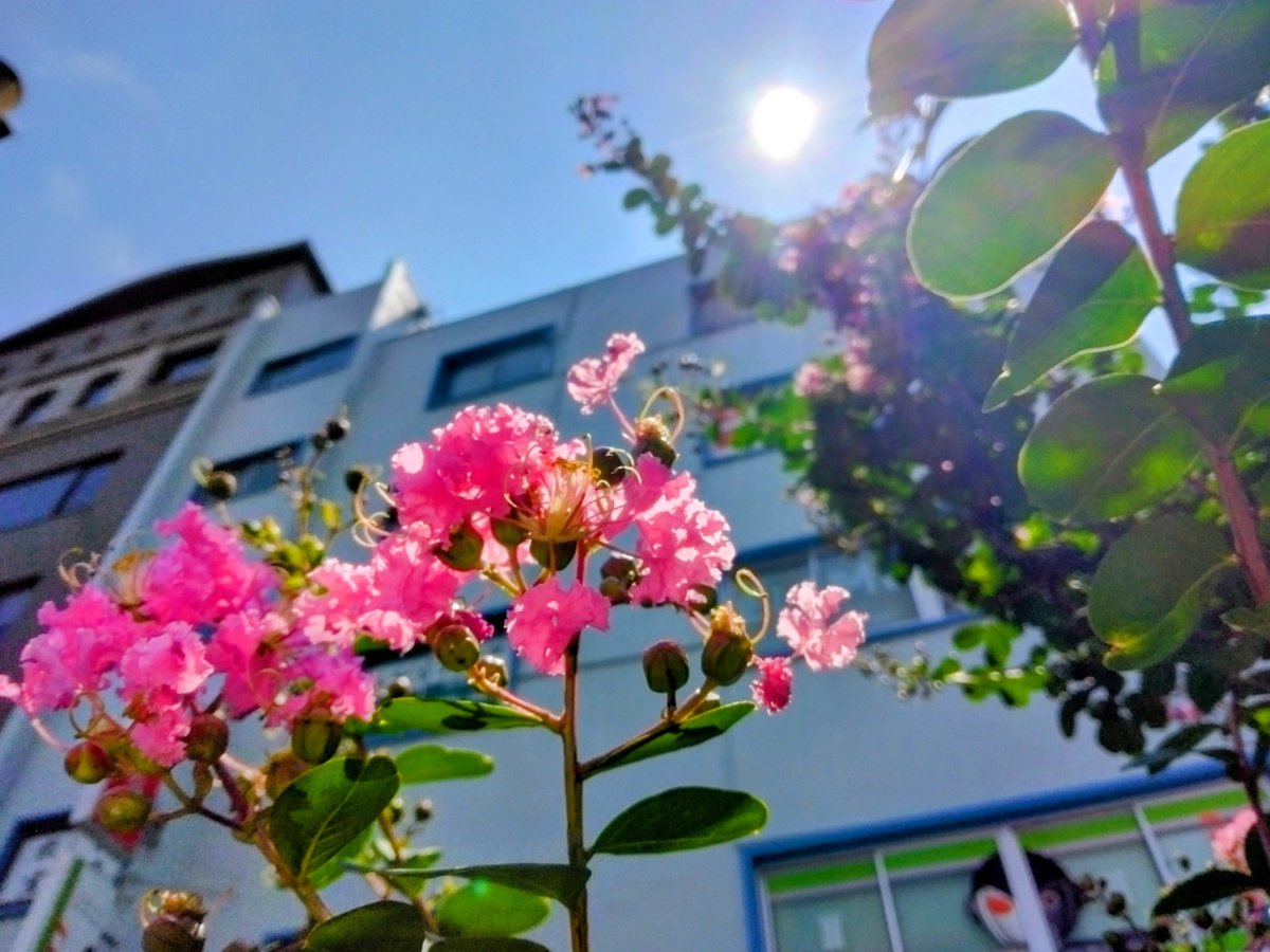 HshGDcu6t349305's tweet photo. 【サルスベリ】
花言葉：「あなたを信じる」「雄弁」
「愛嬌」

💡色別の花言葉はなく、開花時期は7月〜9月、誕生花は8月29日です。 https://t.co/4Wtk5XdNhZ