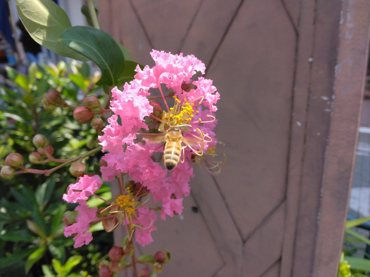 HshGDcu6t349305's tweet photo. 【サルスベリ】
花言葉：「あなたを信じる」「雄弁」
「愛嬌」

💡色別の花言葉はなく、開花時期は7月〜9月、誕生花は8月29日です。 https://t.co/4Wtk5XdNhZ