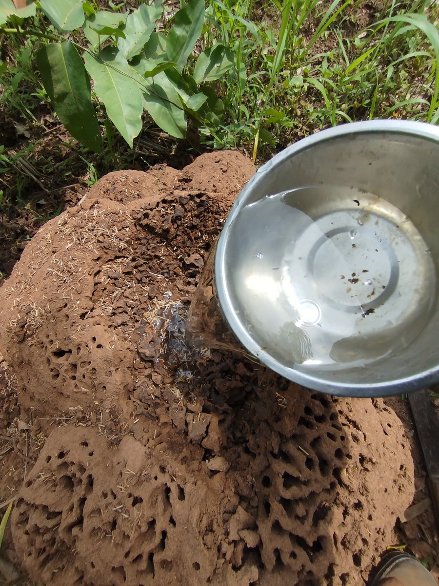 Naija_farmers's tweet photo. Say goodbye to termites for good! 🚫🐜

​Don't waste money spraying the surface when the real problem is deep inside the colony. Try this instead:

​🔹 Locate the main termite mound or heavy infestation area.
🔹 Get Aluminum Phosphide from an agro store.
🔹 Drop 1 tablet inside the broken colony, cover it back up, and soak it with water.

​Problem solved permanently. 
​( Handle agro-chemicals carefully, wear protection!)

​Follow and Share this post for more practical home and farm tips!